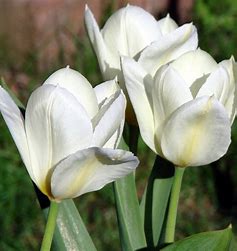 Tulip 郁金香系列