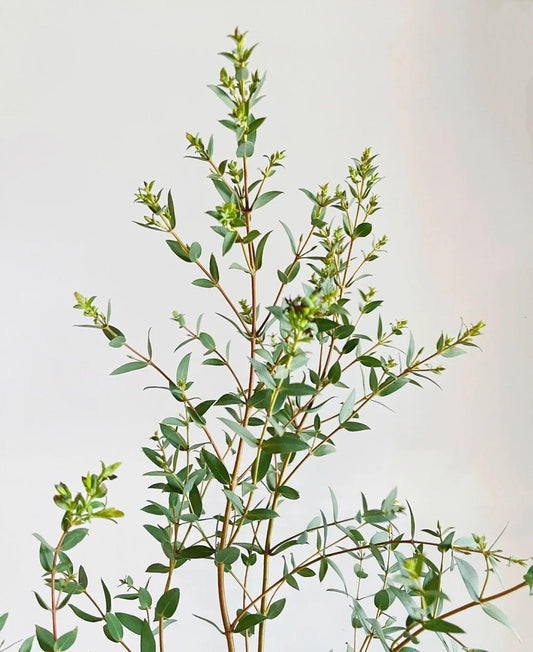 尤加利细叶 ~ Eucalyptus Thin Leaves