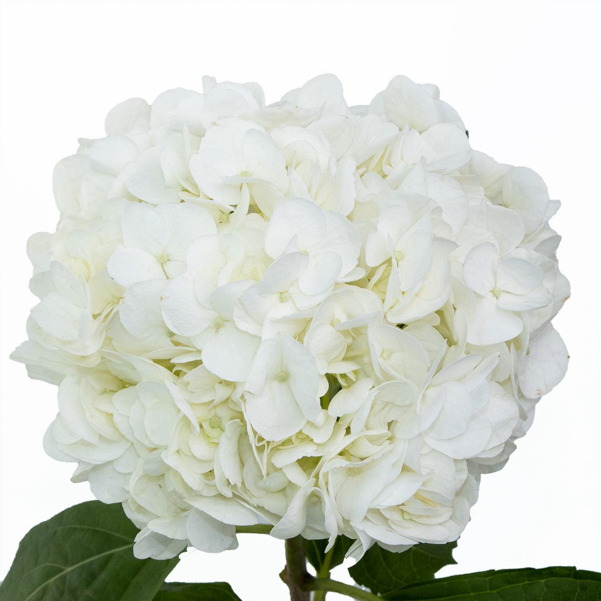 单支 - 白绣球 ~ White Hydrangea