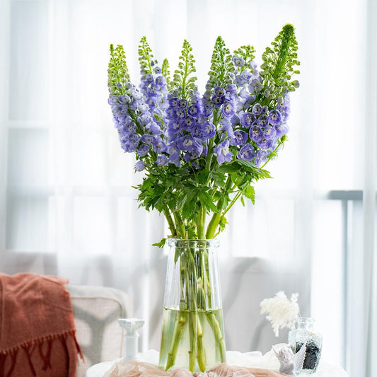 浅紫色大飞燕 ~ Delphinium White