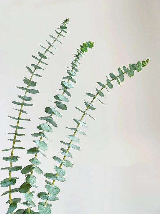 小包尤加利叶 ~ Eucalyptus Small Leaves