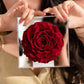 Preserved & Dried Flowers red rose